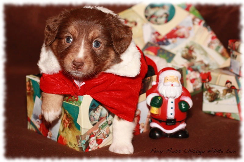 Mini Aussie Welpen - Beauty und Splash