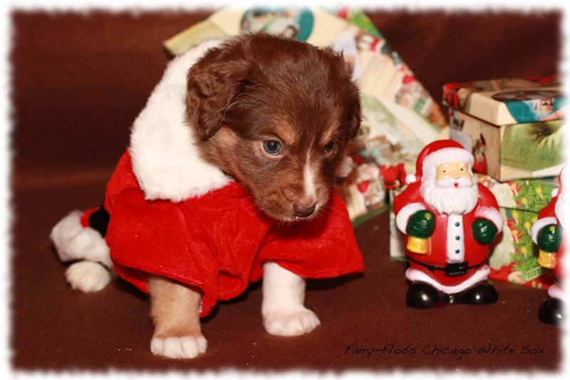 Mini Aussie Welpen - Beauty und Splash