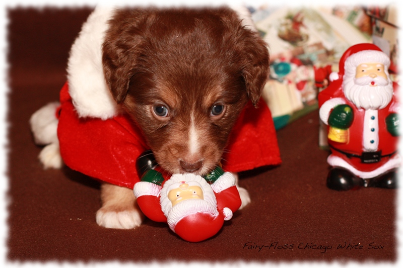 Mini Aussie Welpen - Beauty und Splash