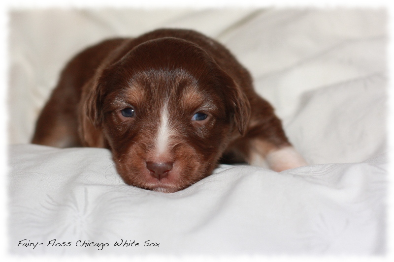 Mini Aussie Welpen - Beauty und Splash