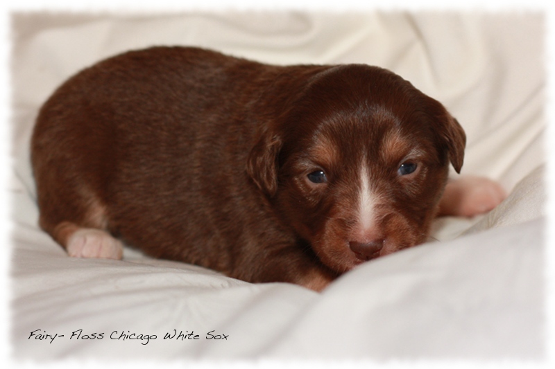 Mini Aussie Welpen - Beauty und Splash