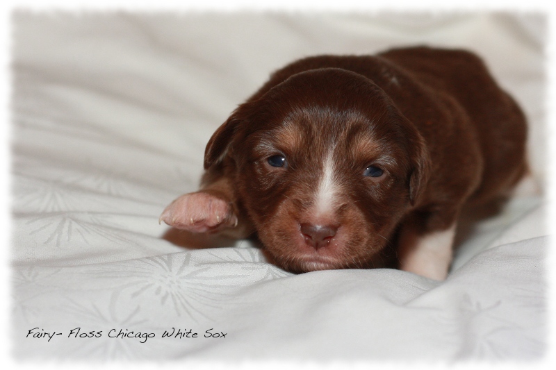 Mini Aussie Welpen - Beauty und Splash