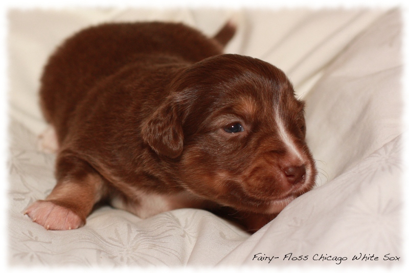 Mini Aussie Welpen - Beauty und Splash