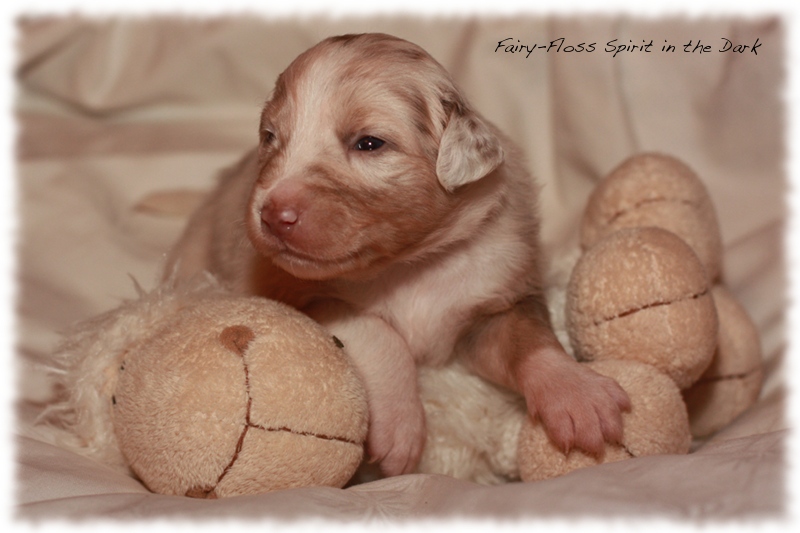 Mini Aussie Welpen - Beauty und Splash