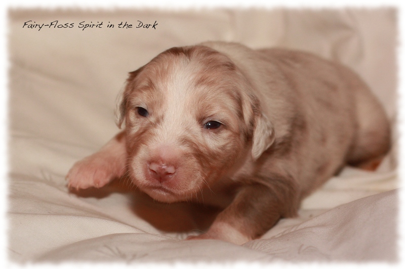 Mini Aussie Welpen - Beauty und Splash