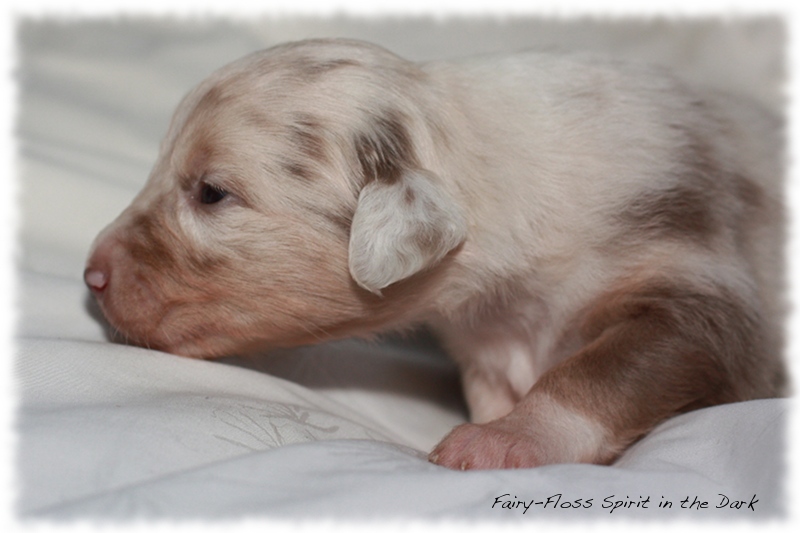 Mini Aussie Welpen - Beauty und Splash