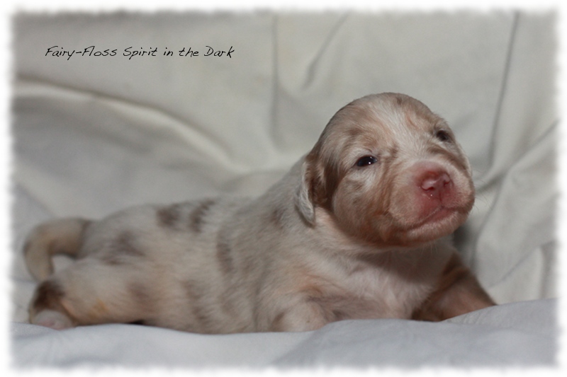 Mini Aussie Welpen - Beauty und Splash