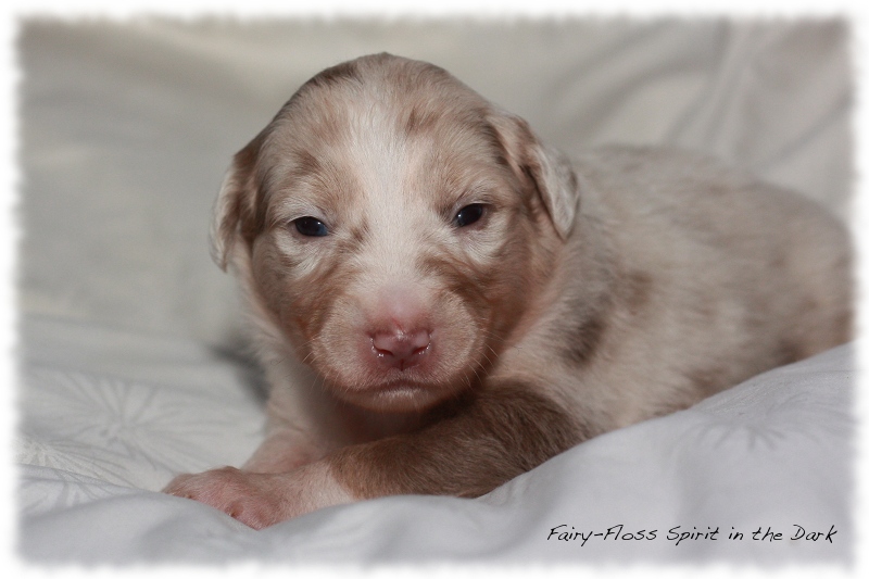 Mini Aussie Welpen - Beauty und Splash