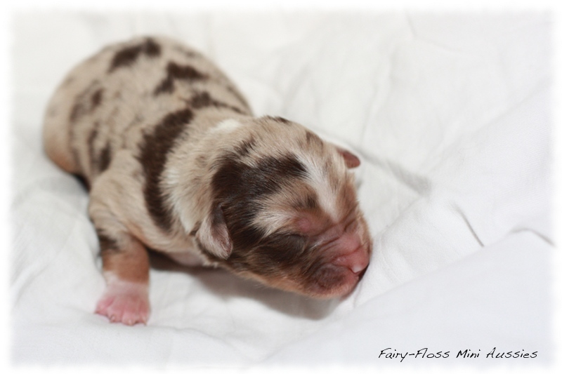 Mini Aussie Welpen - Beauty und Splash