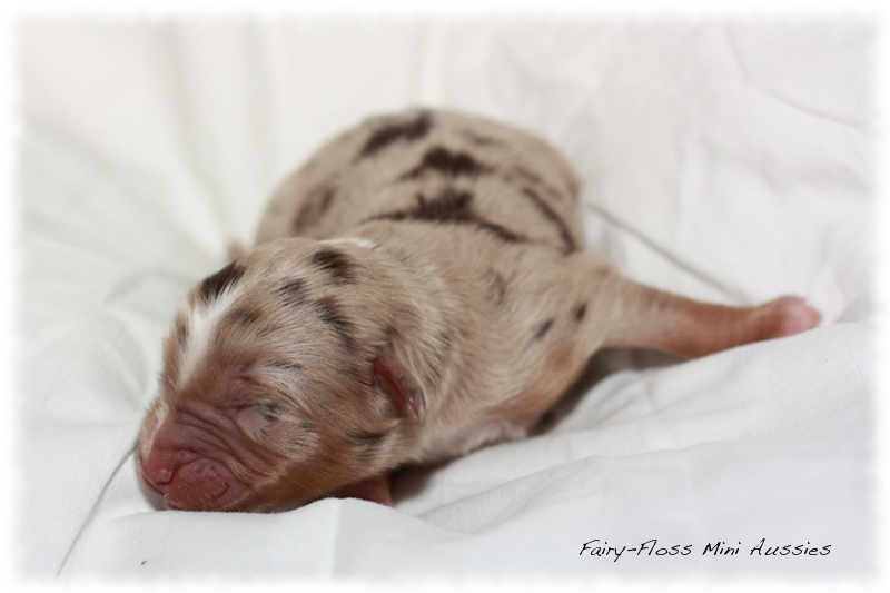 Mini Aussie Welpen - Beauty und Splash