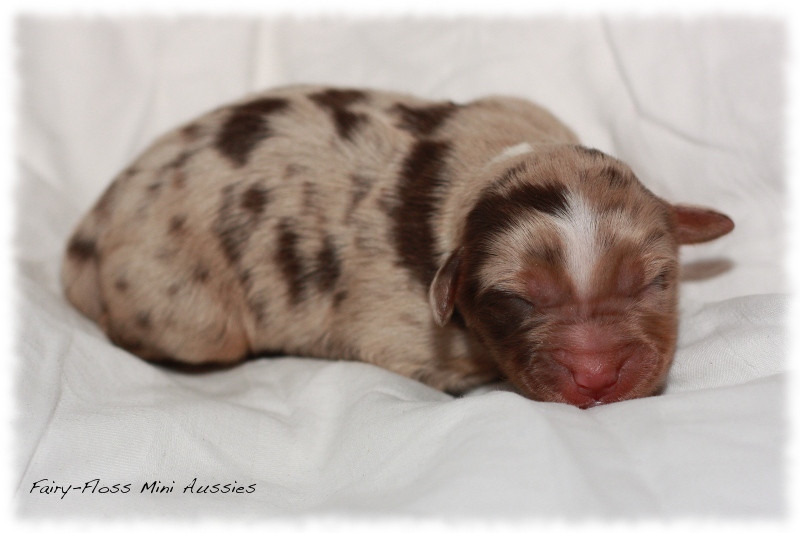 Mini Aussie Welpen - Beauty und Splash