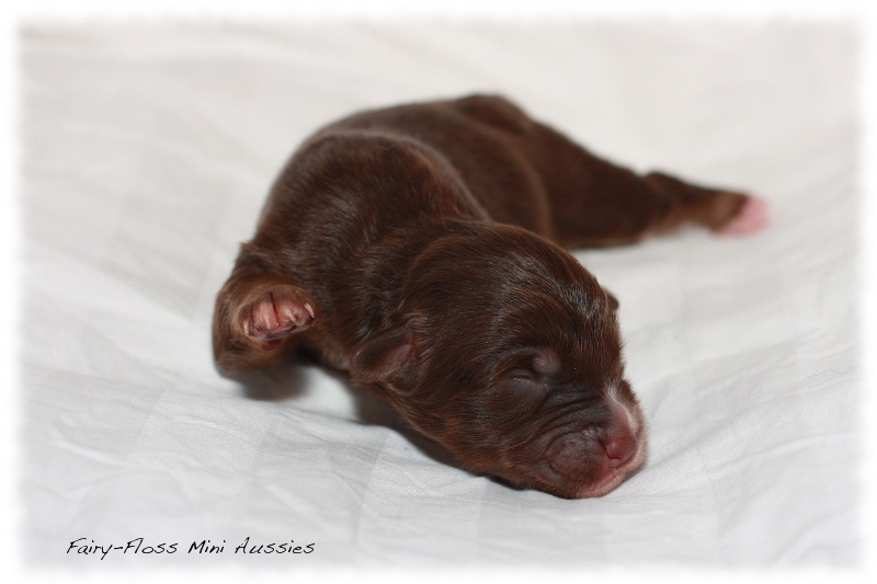 Mini Aussie Welpen - Beauty und Splash