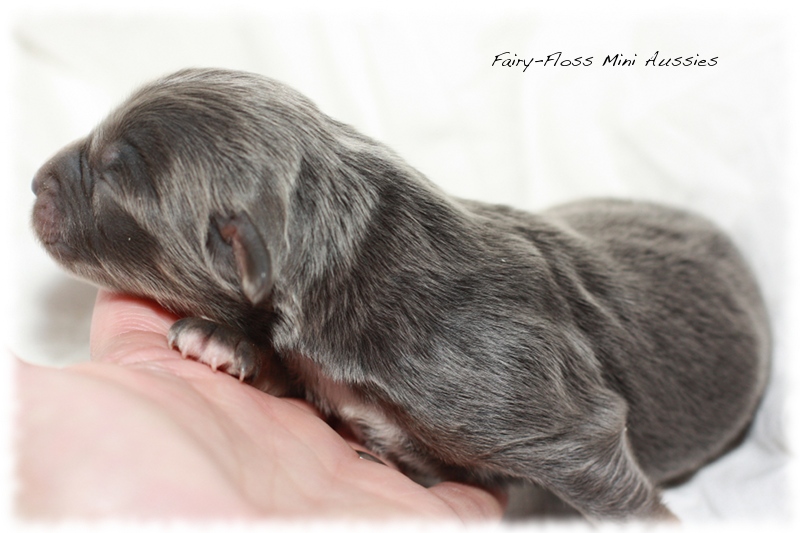 Mini Aussie Welpen - Beauty und Splash