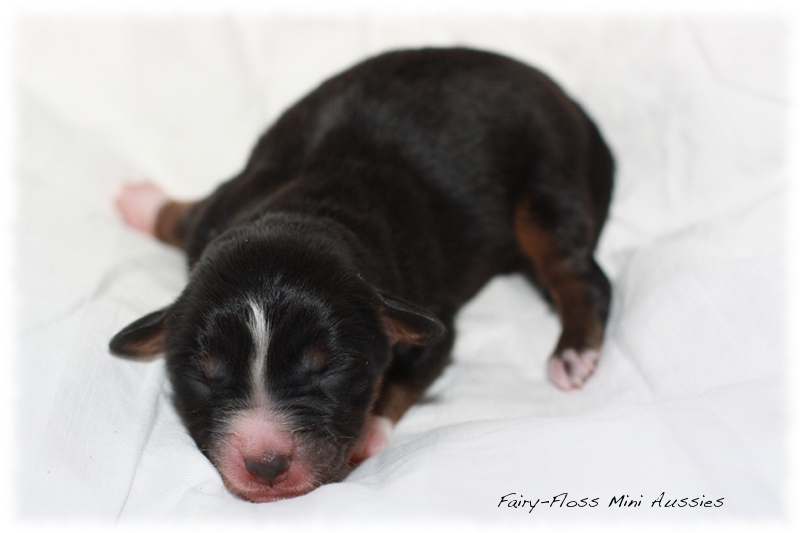 Mini Aussie Welpen - Beauty und Splash