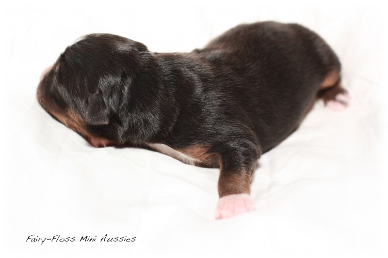 Mini Aussie Welpen - Beauty und Splash