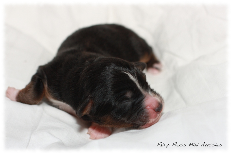 Mini Aussie Welpen - Beauty und Splash