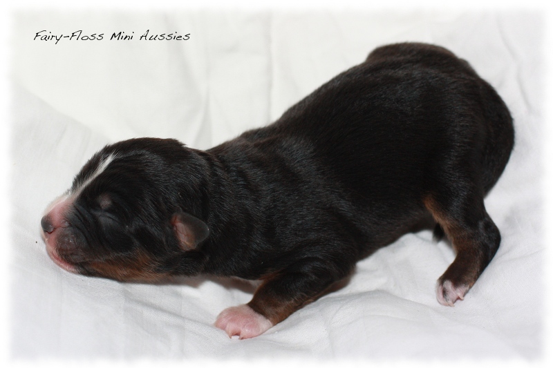 Mini Aussie Welpen - Beauty und Splash