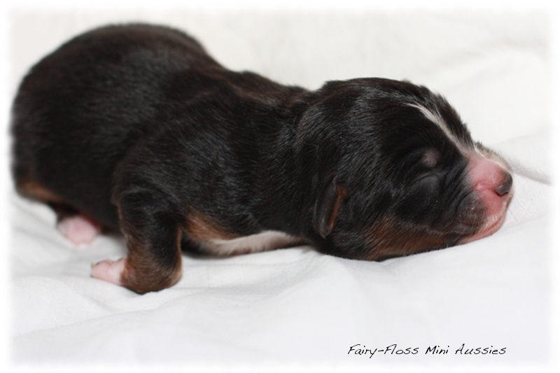 Mini Aussie Welpen - Beauty und Splash