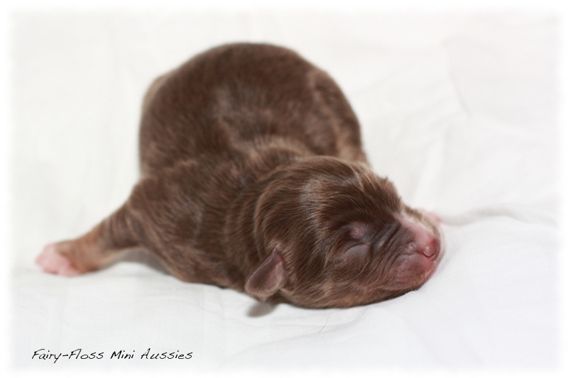 Mini Aussie Welpen - Beauty und Splash