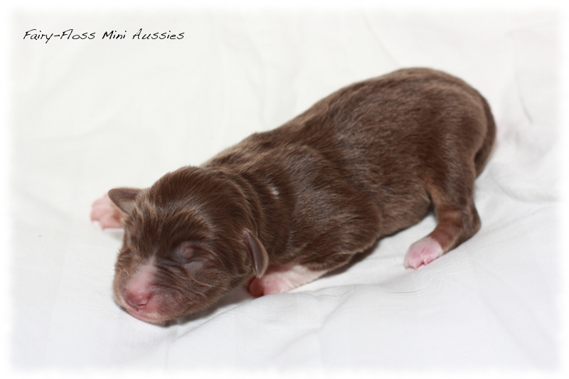 Mini Aussie Welpen - Beauty und Splash