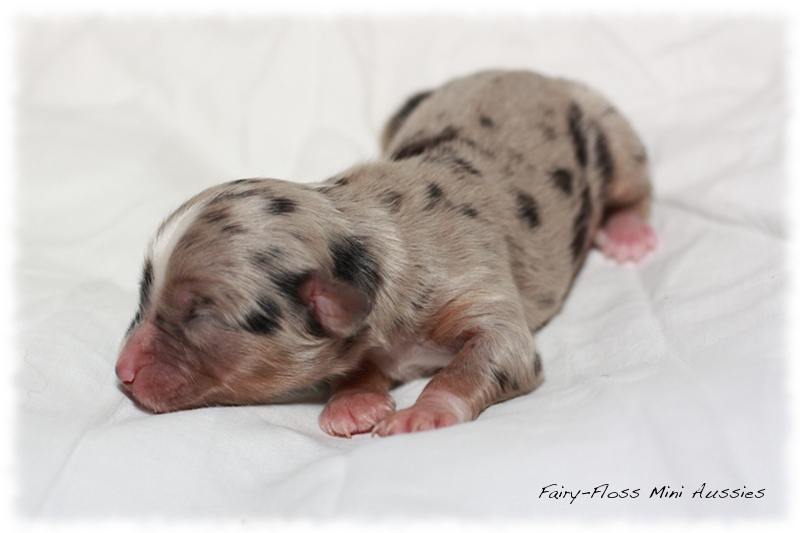 Mini Aussie Welpen - Beauty und Splash