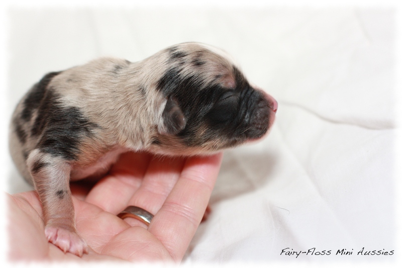 Mini Aussie Welpen - Beauty und Splash