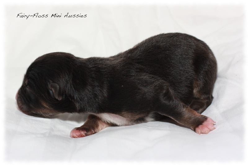 Mini Aussie Welpen - Beauty und Splash