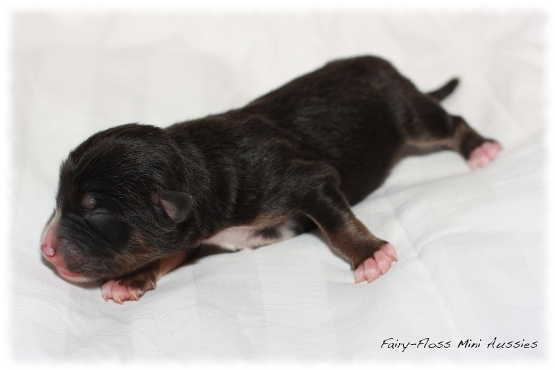 Mini Aussie Welpen - Beauty und Splash