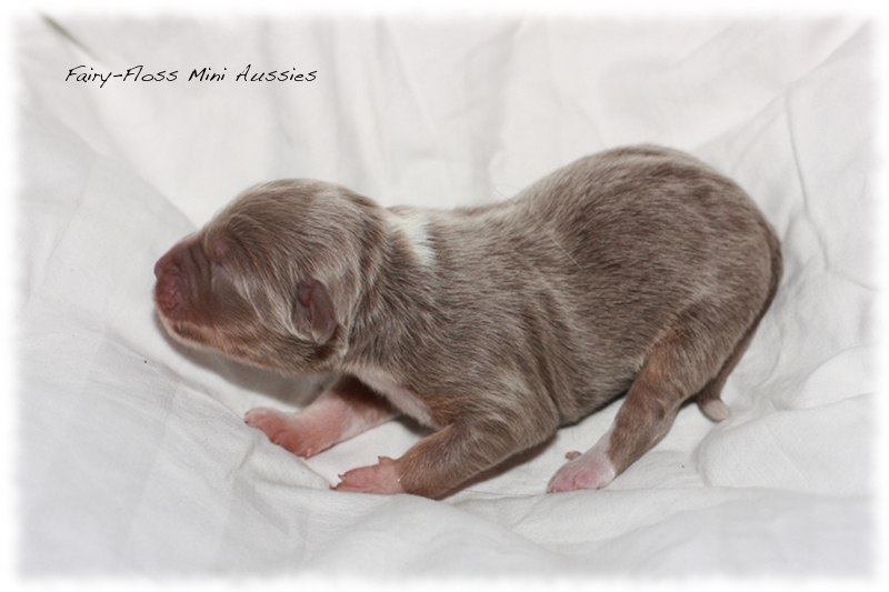 Mini Aussie Welpen - Beauty und Splash