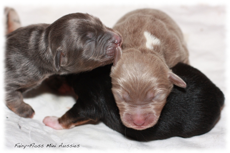 Mini Aussie Welpen - Beauty und Splash