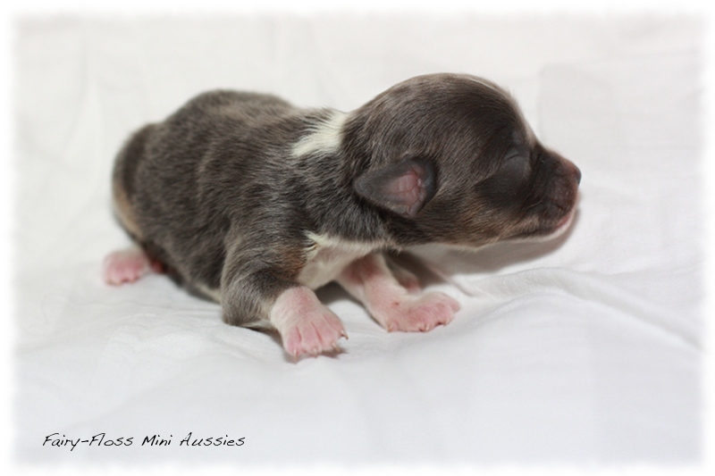 Mini Aussie Welpen - Beauty und Splash