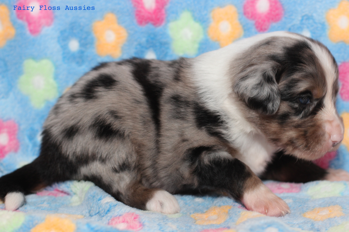 Mini Aussie Welpen - 22 Tage alt