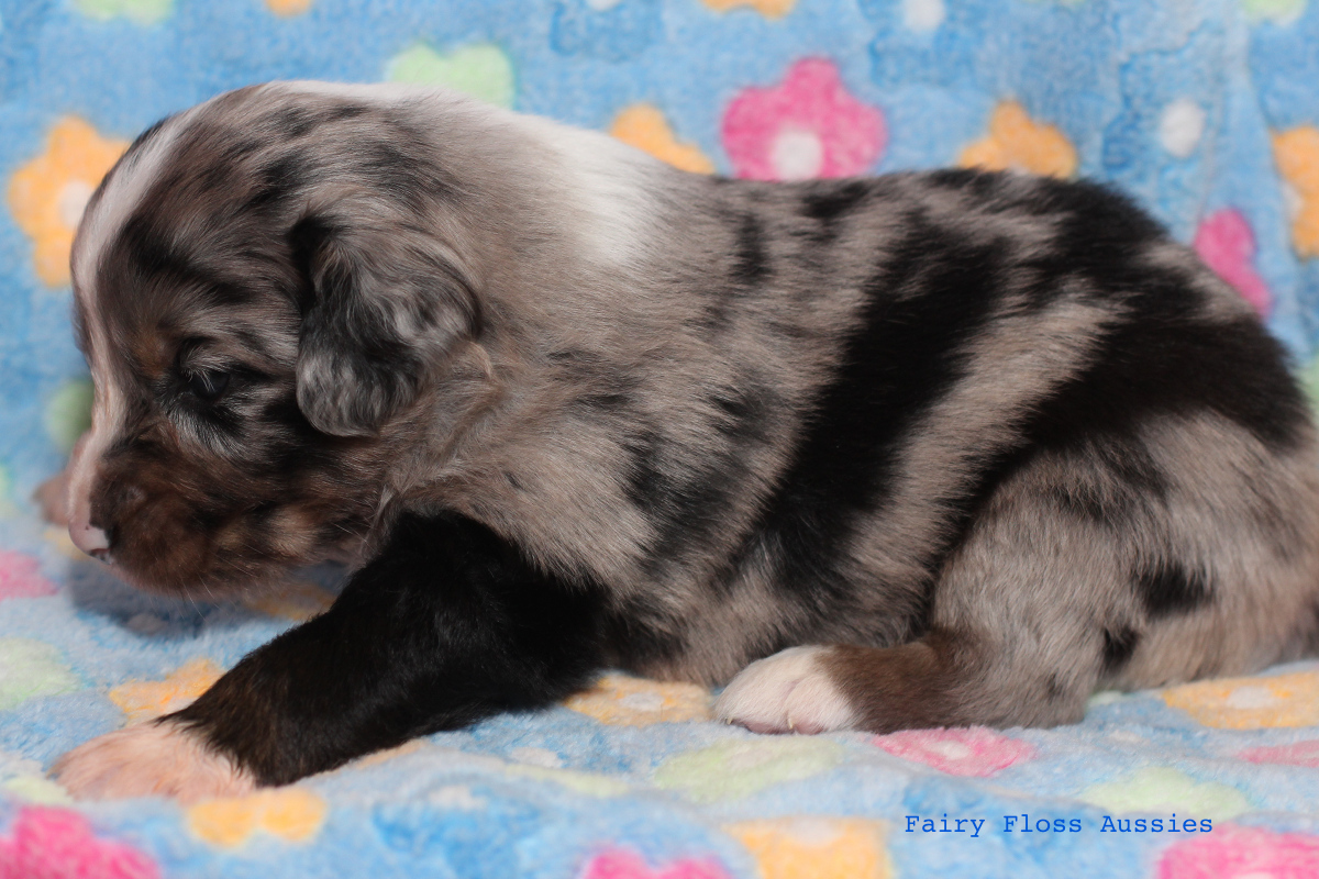 Mini Aussie Welpen - 22 Tage alt