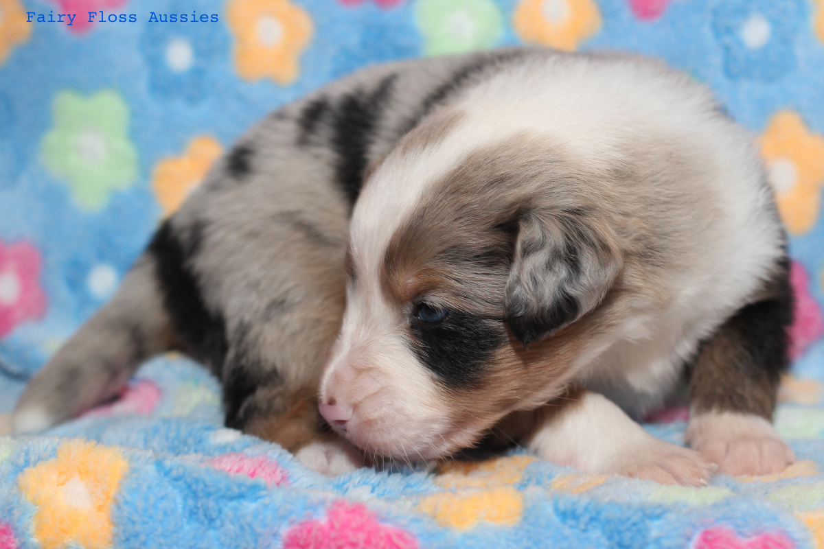 Mini Aussie Welpen - 22 Tage alt