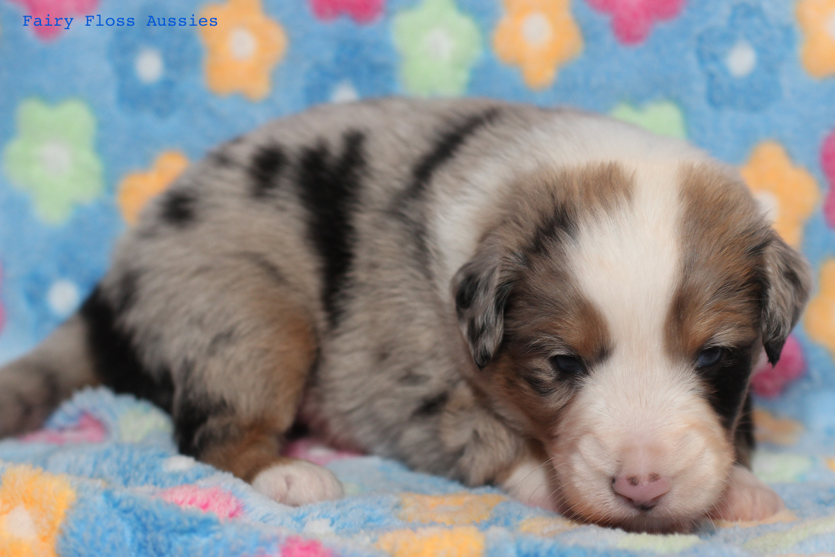 Mini Aussie Welpen - 22 Tage alt