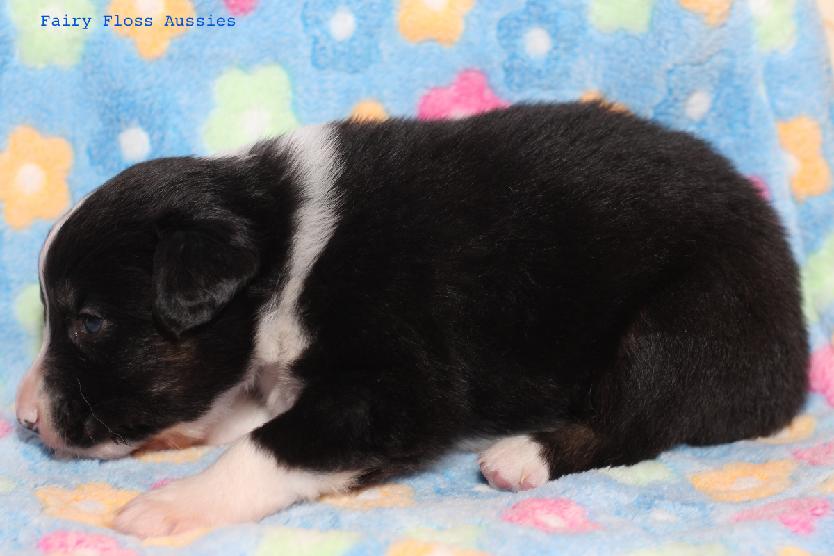 Mini Aussie Welpen - 22 Tage alt