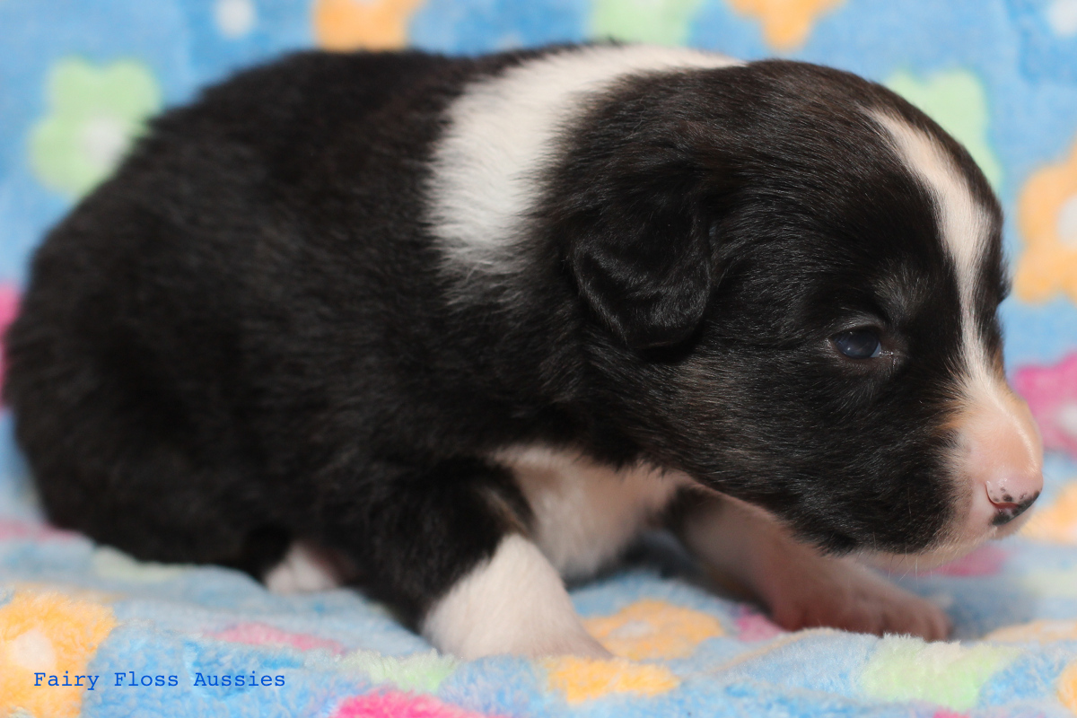 Mini Aussie Welpen - 22 Tage alt