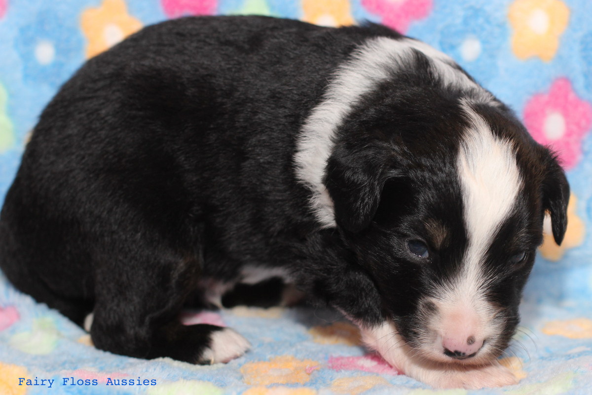 Mini Aussie Welpen - 22 Tage alt