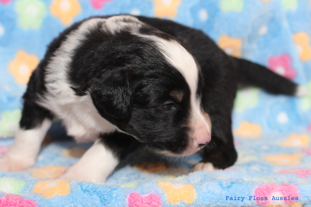 Mini Aussie Welpen - 22 Tage alt