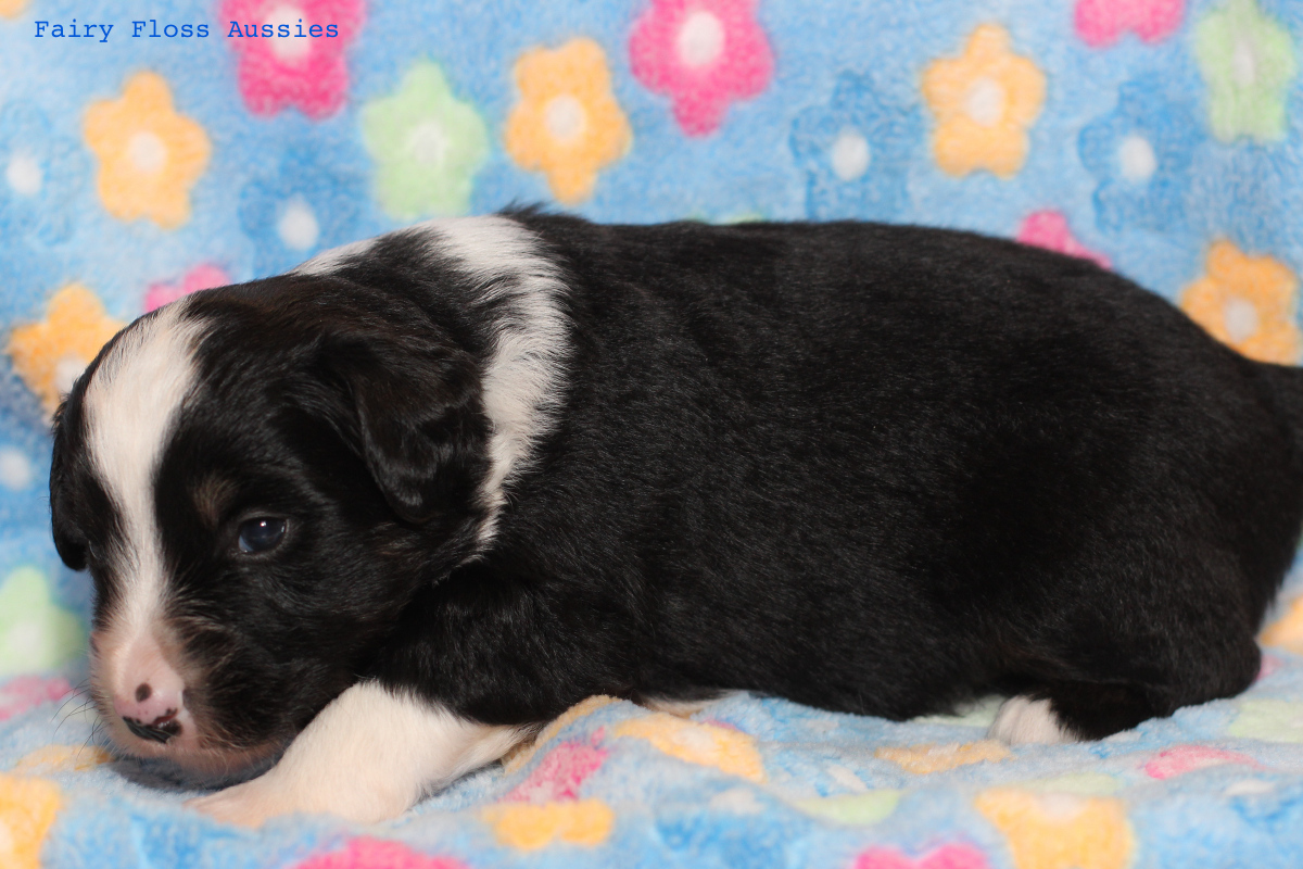 Mini Aussie Welpen - 22 Tage alt