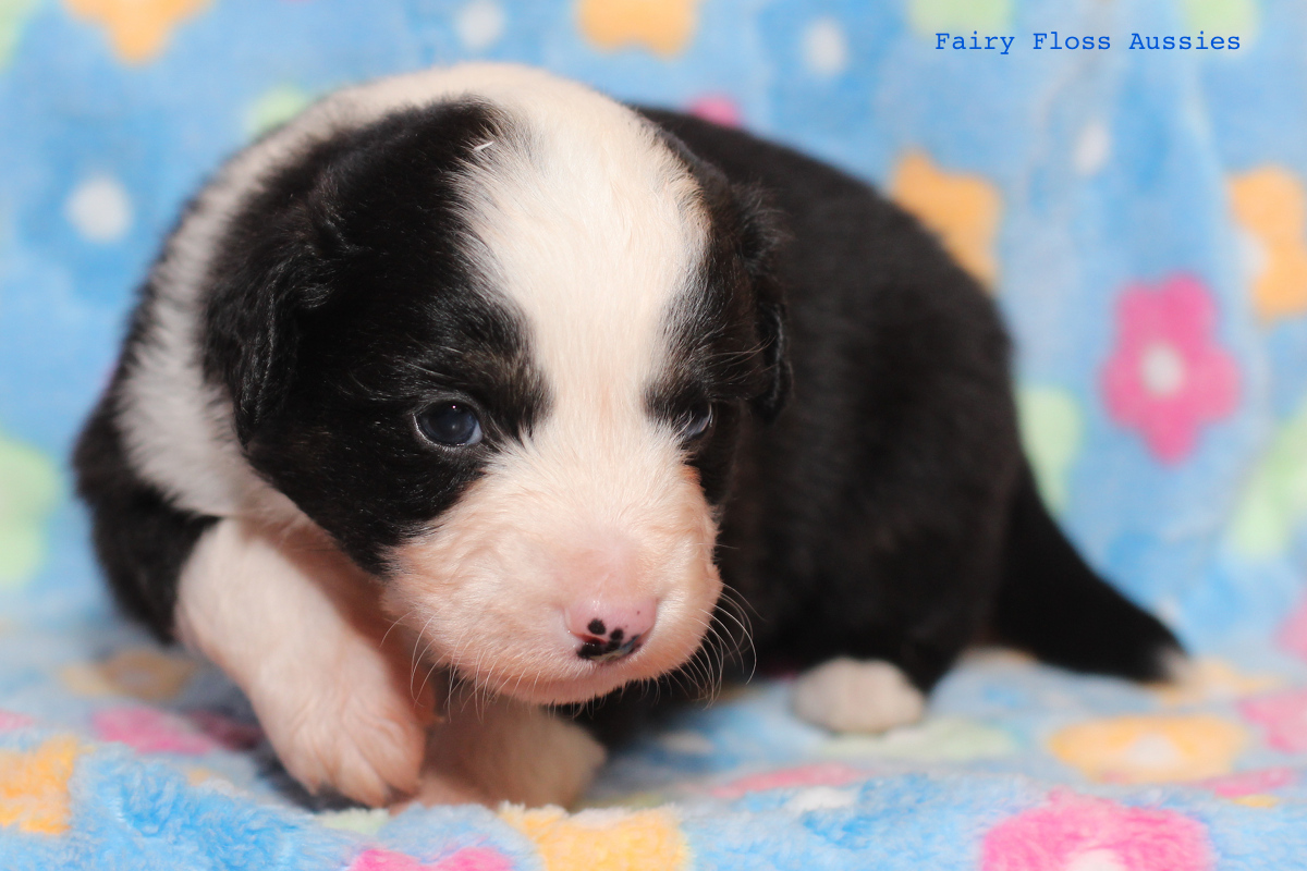 Mini Aussie Welpen - 22 Tage alt