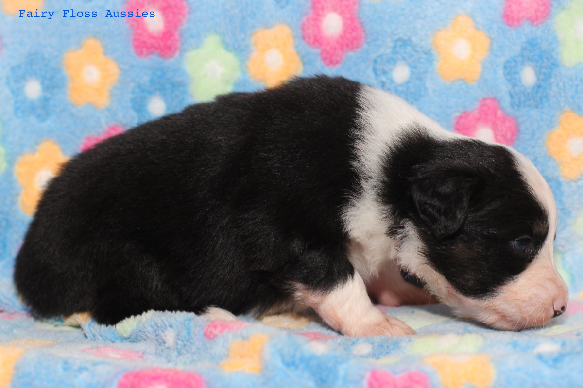 Mini Aussie Welpen - 22 Tage alt