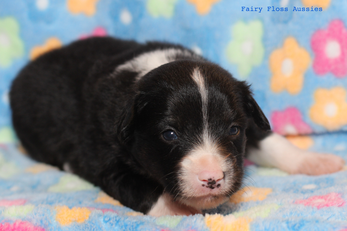 Mini Aussie Welpen - 22 Tage alt