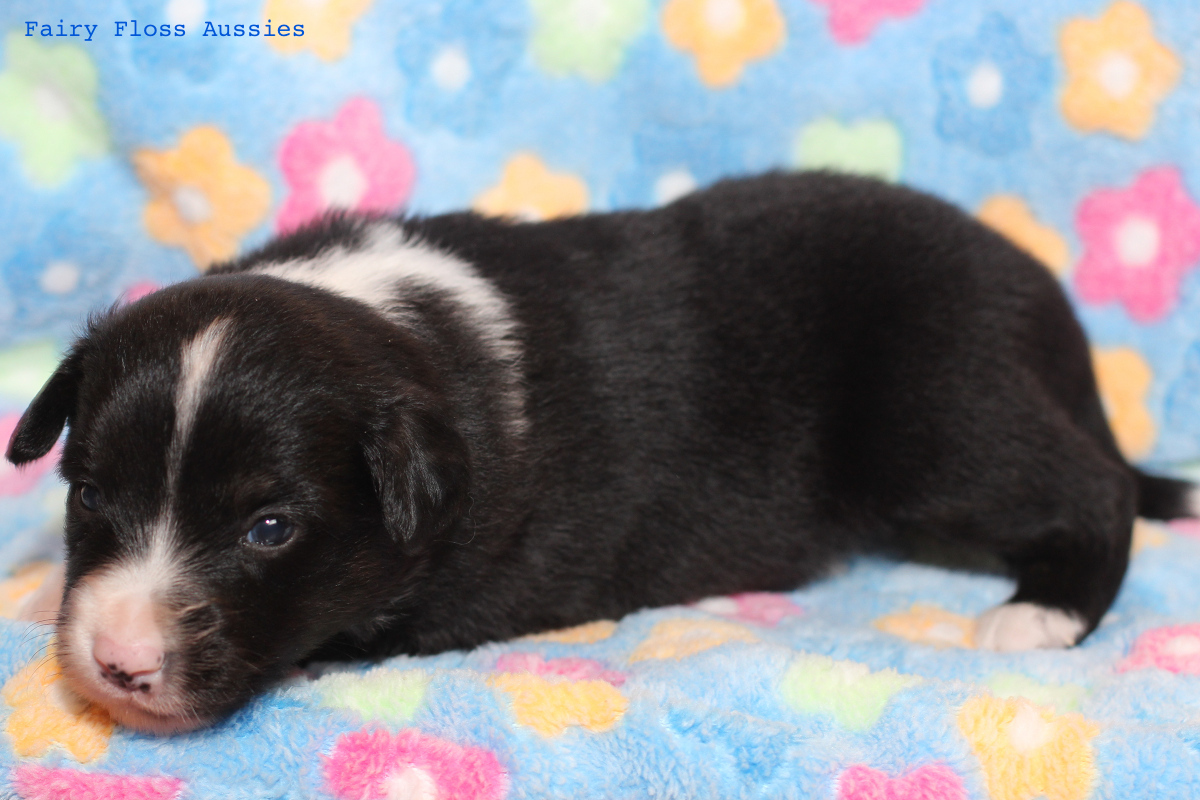 Mini Aussie Welpen - 22 Tage alt