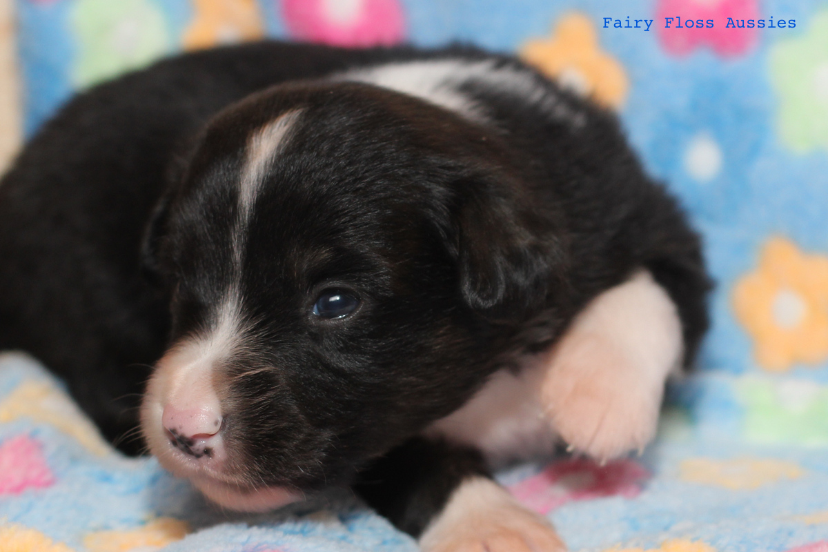 Mini Aussie Welpen - 22 Tage alt