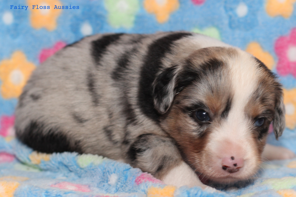 Mini Aussie Welpen - 22 Tage alt