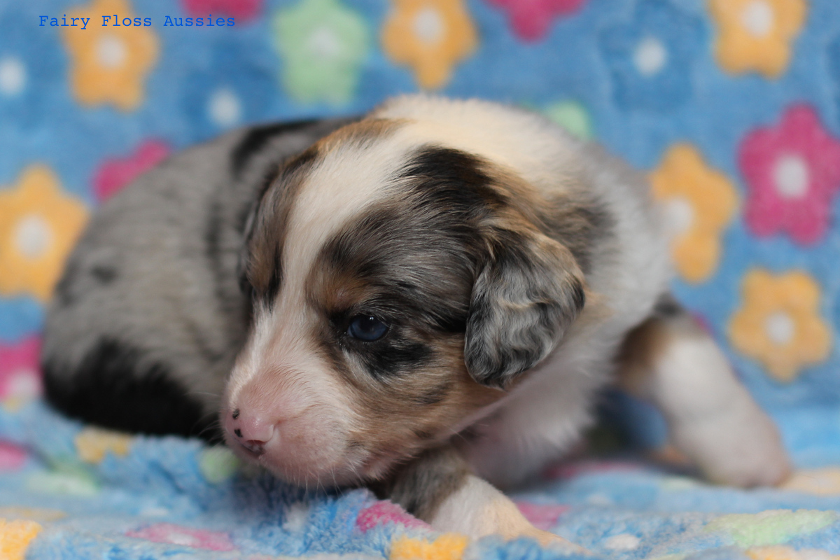 Mini Aussie Welpen - 22 Tage alt