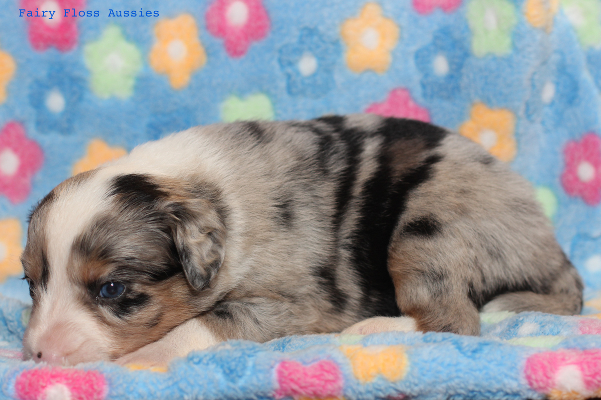 Mini Aussie Welpen - 22 Tage alt