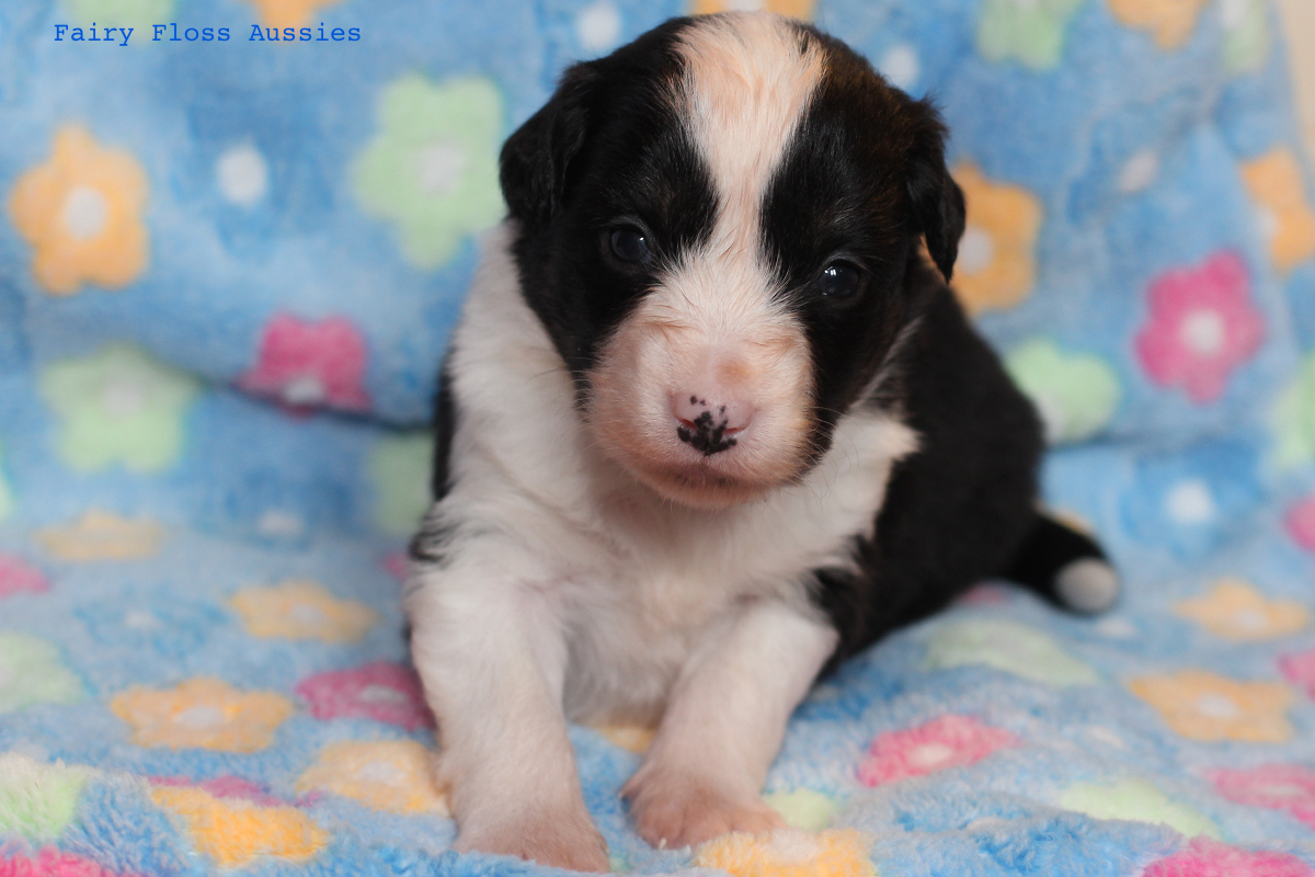 Mini Aussie Welpen - 22 Tage alt