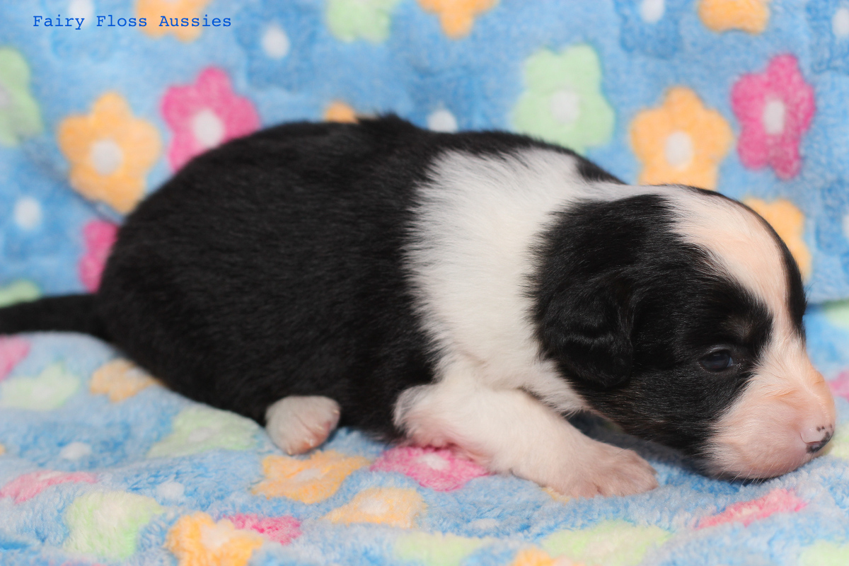 Mini Aussie Welpen - 22 Tage alt